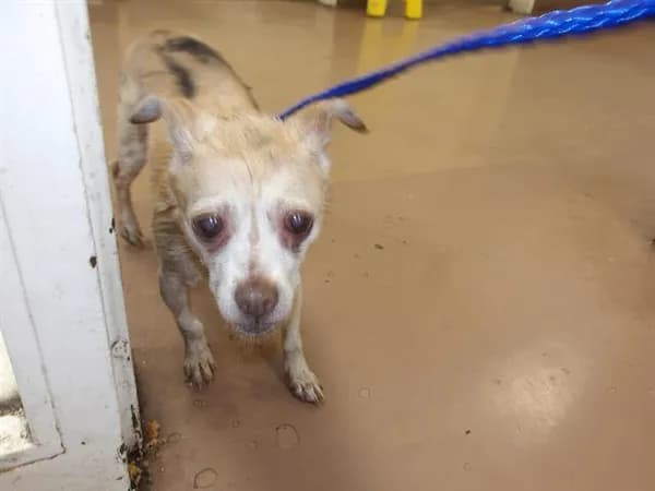 Jojo - Chihuahua - Smooth Coated