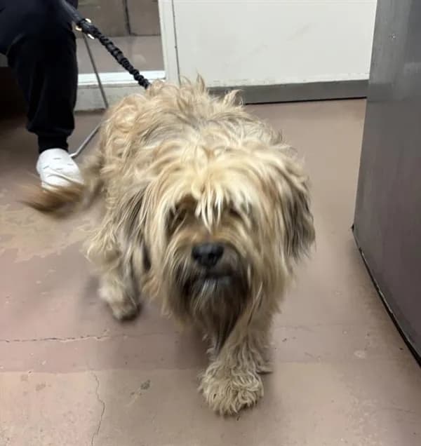 Chachi - Lhasa Apso