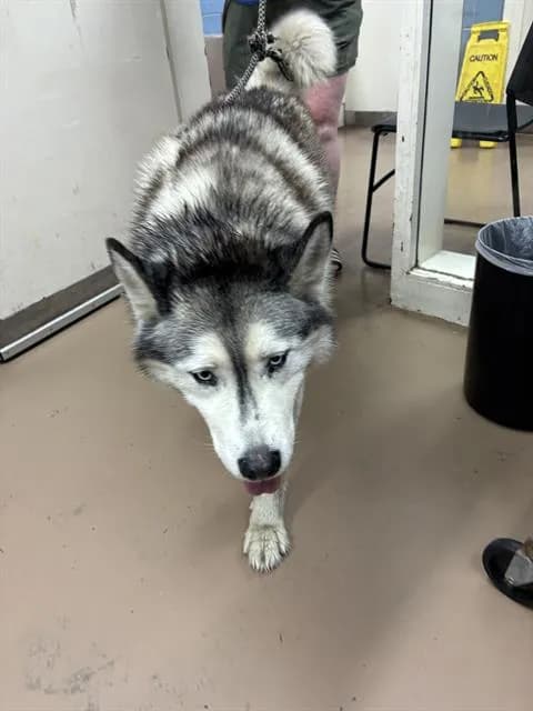Dante - Siberian Husky