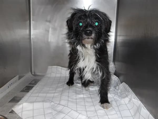 Unnamed - Cairn Terrier mix