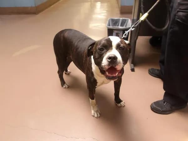 Corey - American Pit Bull Terrier