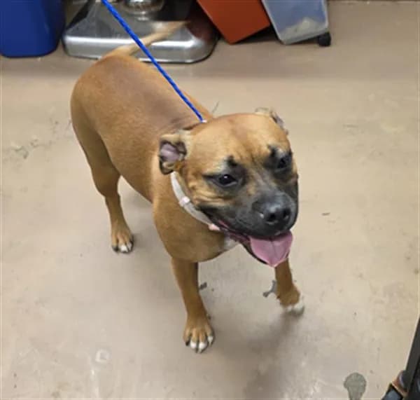 Cali - Boxer mix