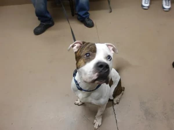Heron - American Pit Bull Terrier