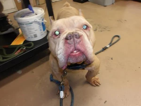 Germaine - American Bulldog