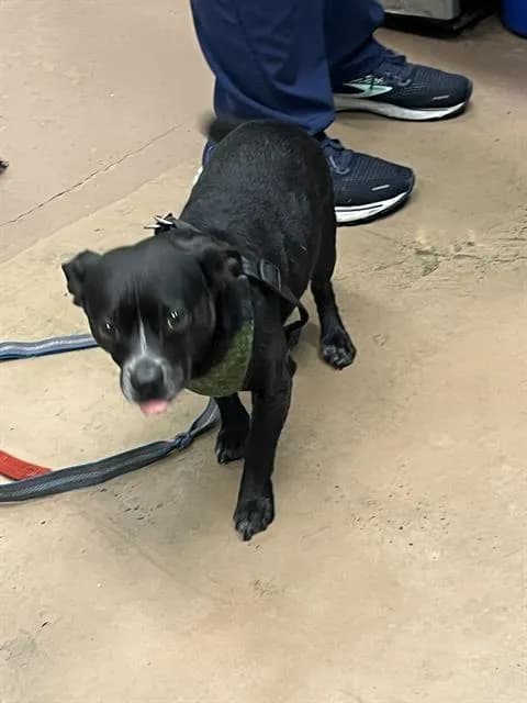 Unnamed - Chihuahua - Smooth Coated