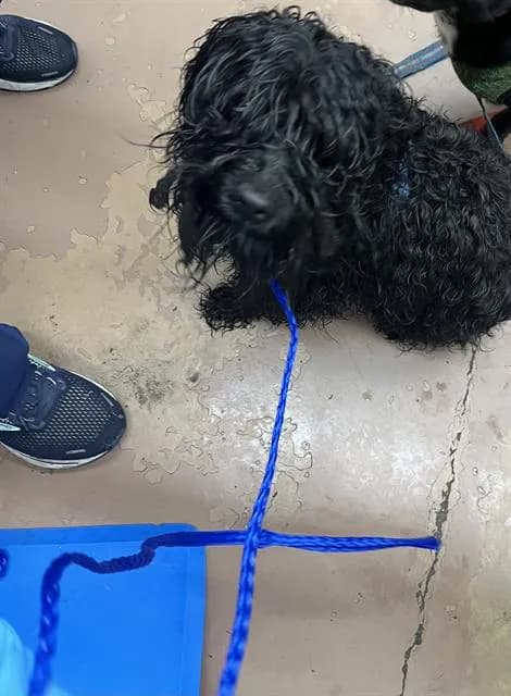 Unnamed - Shih Tzu