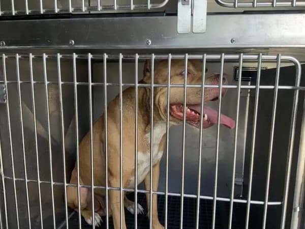 Unnamed - American Pit Bull Terrier