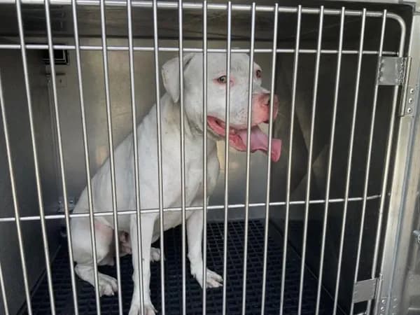Unnamed - American Pit Bull Terrier