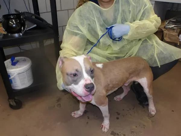 Unnamed - American Pit Bull Terrier