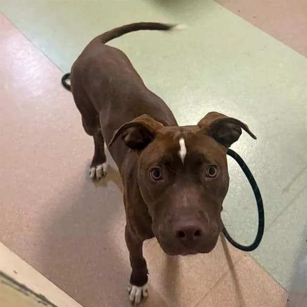 Lucky - American Pit Bull Terrier