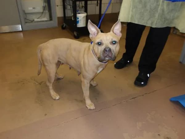 Unnamed - American Pit Bull Terrier