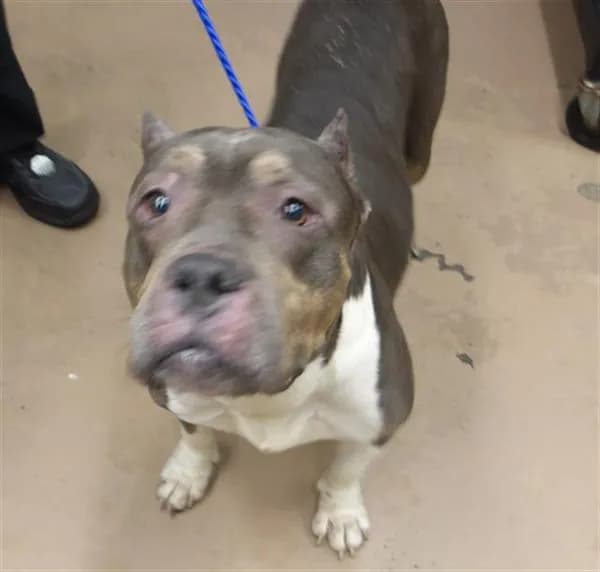 Unnamed - American Pit Bull Terrier