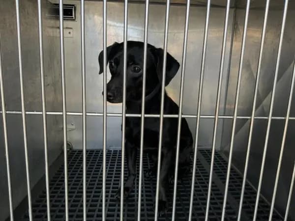 Unnamed - Miniature Pinscher