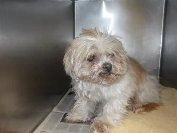 Tiger - Shih Tzu mix
