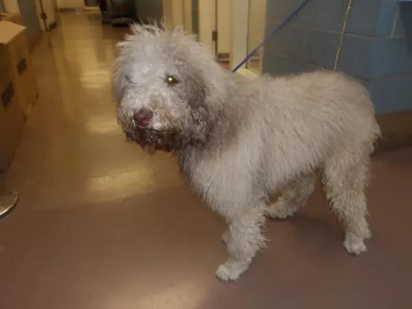 Unnamed - Poodle - Standard