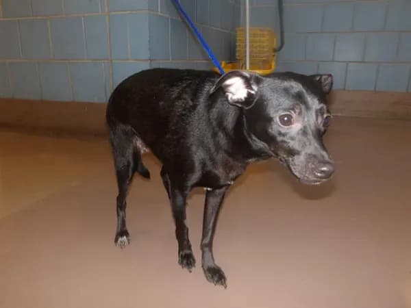 Unnamed - Chihuahua - Smooth Coated
