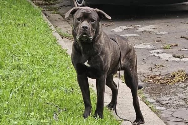 Unnamed - Mastiff