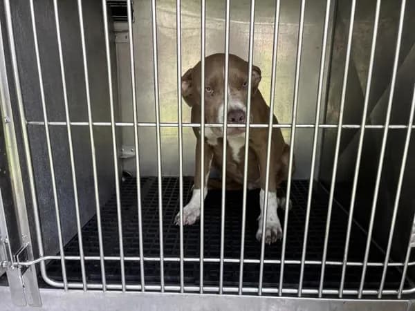 Unnamed - American Pit Bull Terrier