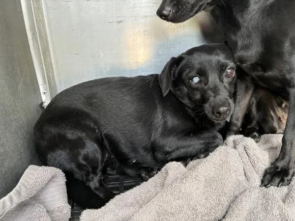 Unnamed - Chihuahua - Smooth Coated
