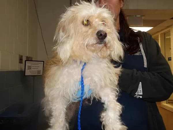 Unnamed - Lhasa Apso mix