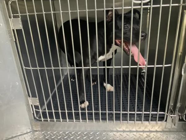 Unnamed - American Pit Bull Terrier