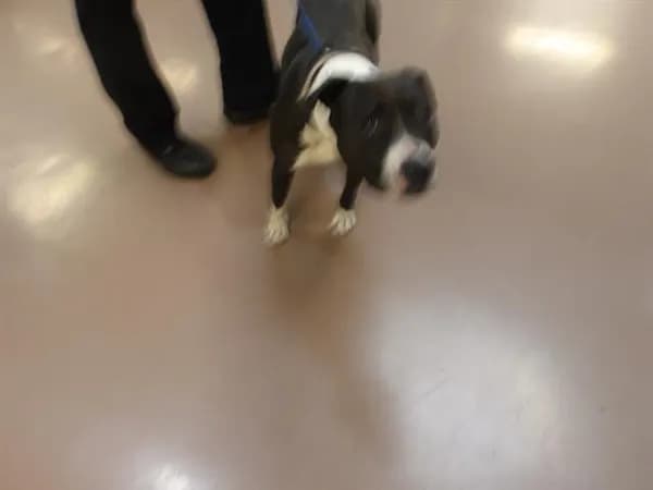 Unnamed - American Pit Bull Terrier
