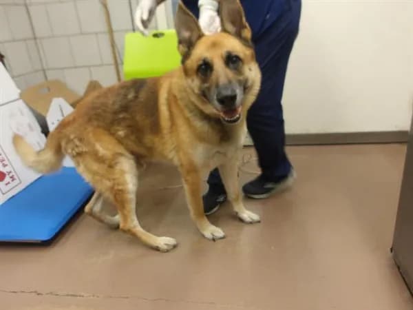 Unnamed - German Shepherd Dog