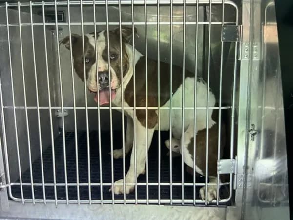 Unnamed - American Pit Bull Terrier