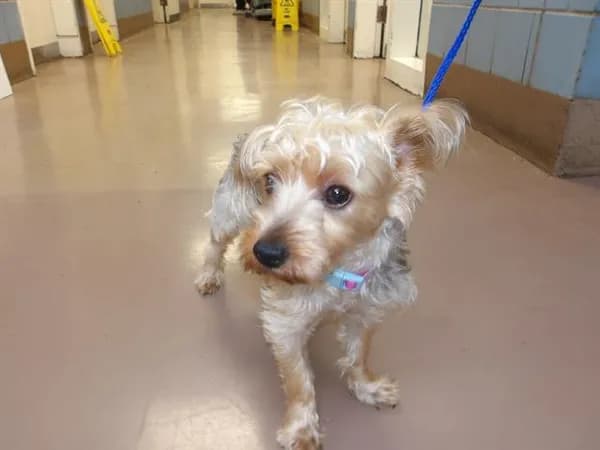 Unnamed - Yorkshire Terrier