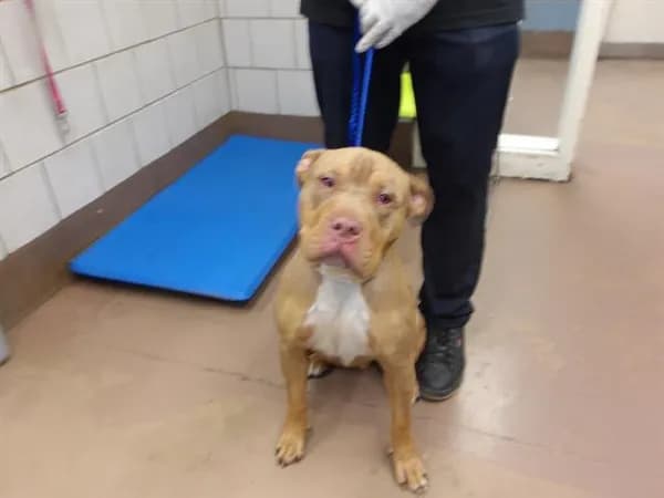 Unnamed - American Pit Bull Terrier