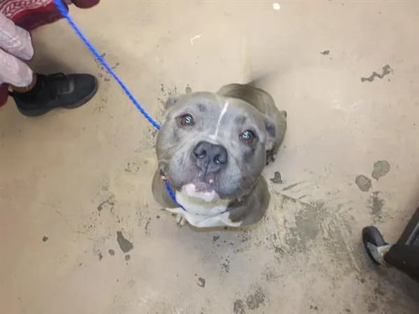 Unnamed - American Pit Bull Terrier