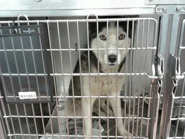 U - Alaskan Husky