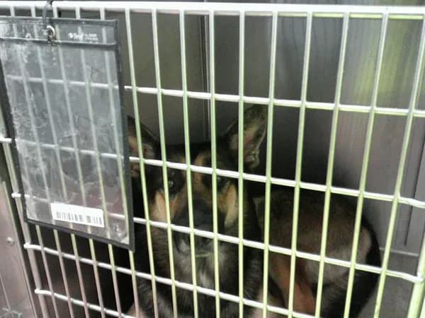 U - German Shepherd Dog