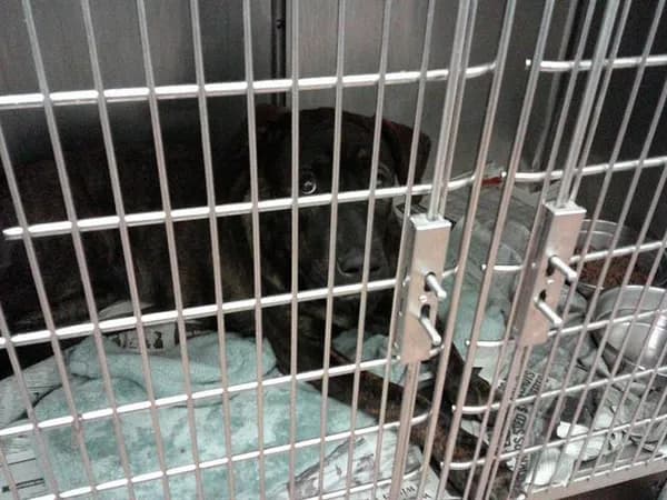 U - American Pit Bull Terrier
