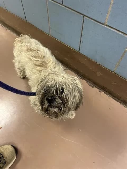 Unnamed - Shih Tzu