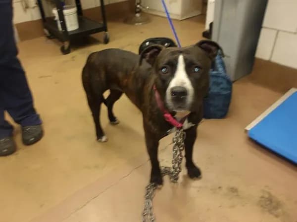Lil Momma - American Pit Bull Terrier