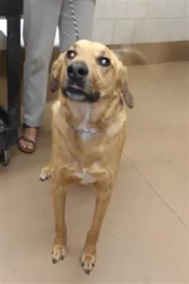 Unnamed - Labrador Retriever