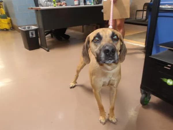 Peanut - Afghan Hound mix