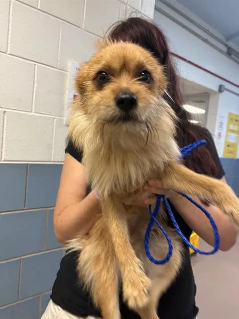 Unnamed - Brussels Griffon and Pomeranian