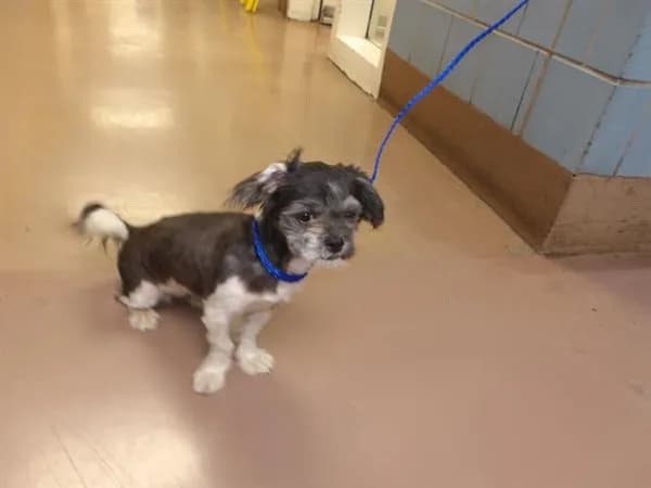 Unnamed - Shih Tzu