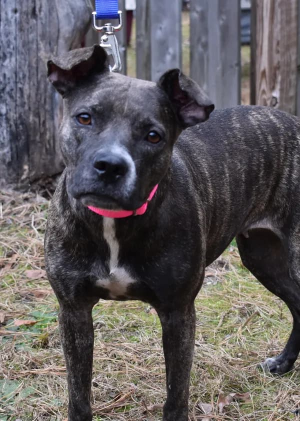 Mika - Plott Hound