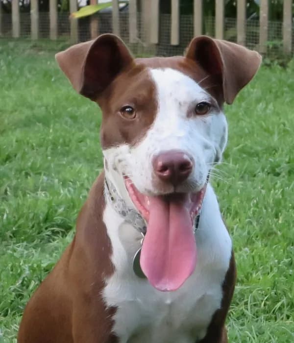 Farrah - American Pit Bull Terrier / Mixed (short coat)