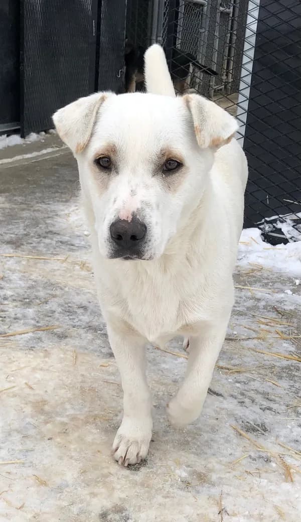 Igloo - Shepherd / Corgi / Mixed (short coat)