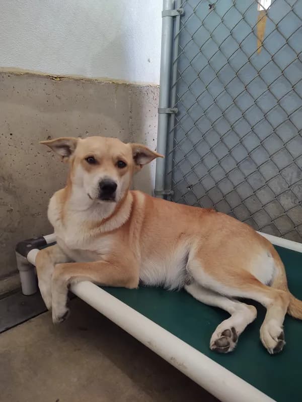 Leah - Unknown breed (short coat)