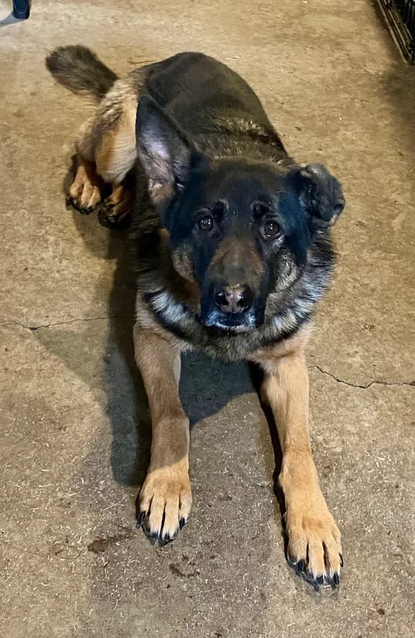 Koda - German Shepherd Dog (medium coat)