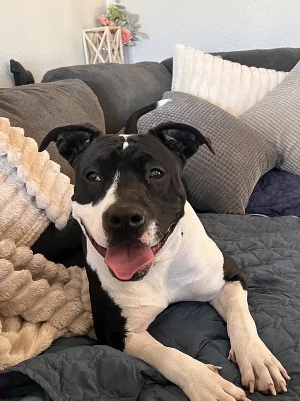 Bessie - American Pit Bull Terrier / Mixed (short coat)