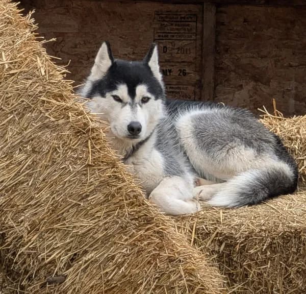 Jack - Siberian Husky (medium coat)