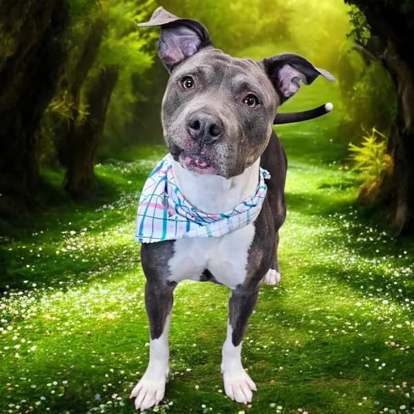 Gayle - Pit Bull Terrier (short coat)