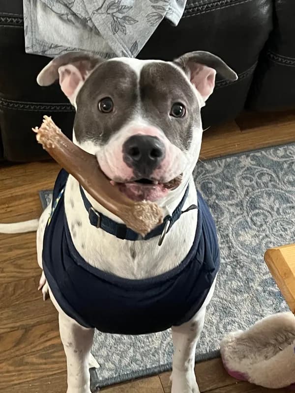 Niles - Pit Bull Terrier