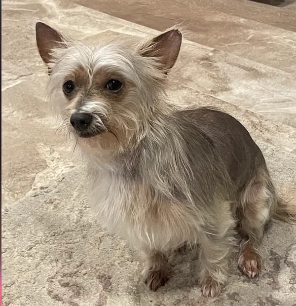 Chrissy - Yorkshire Terrier Yorkie / Dachshund